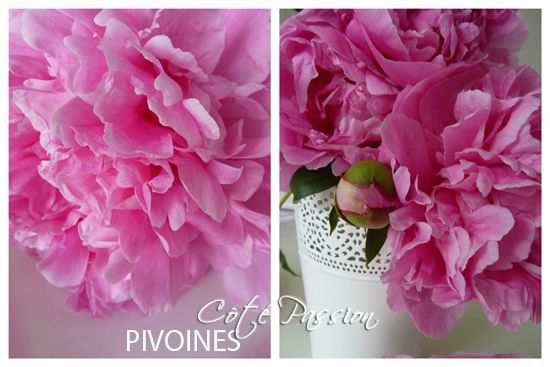 CôtéPassionPivoines1