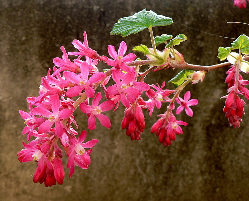 groseillier à fleurs