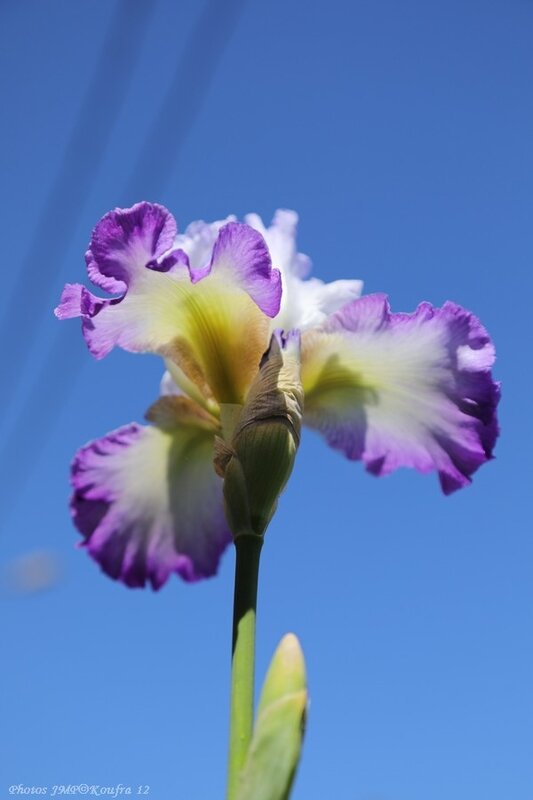 Photos_JMP_Koufra_12___Fleurs_Irris____19062018____005