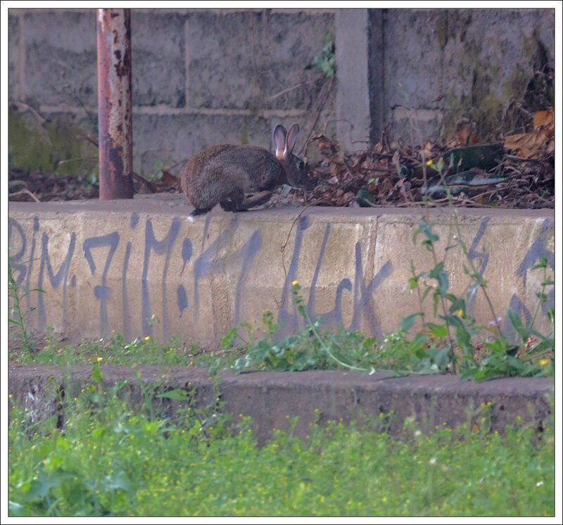 ville lulu lapin graff 170813 saut bouteille