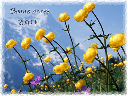 nouvel_an_fleurs_des_champs