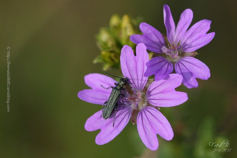 Oedemera sp