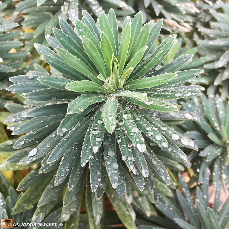 Euphorbe-Characia