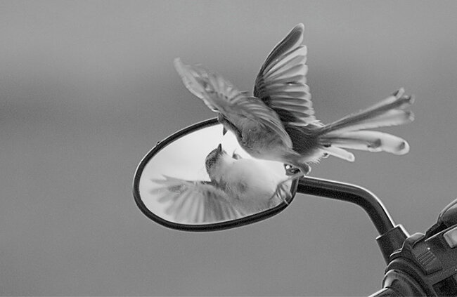 ego
