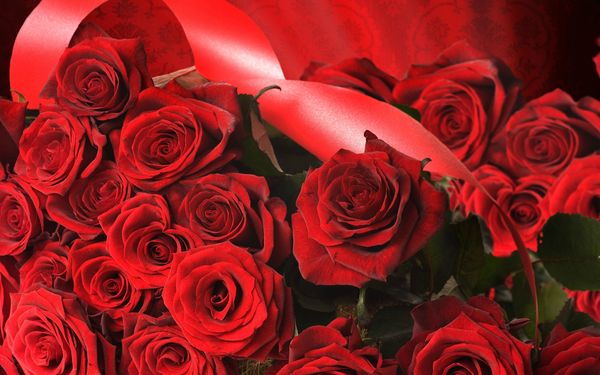 red-roses-flower-2838jpg-141549