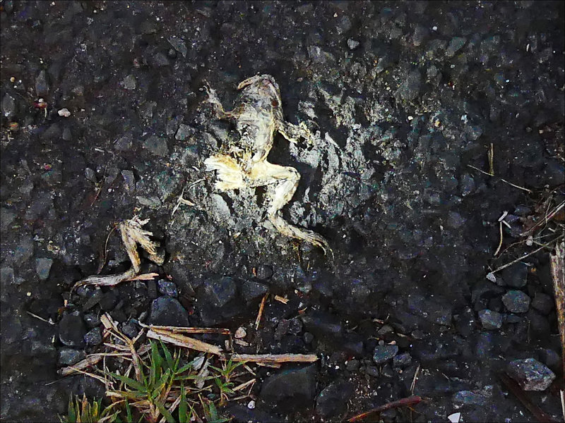 Crapaud écrasé éclairage 5 120922