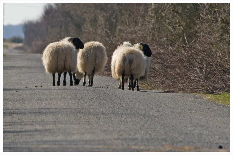 moeze moutons route 200209