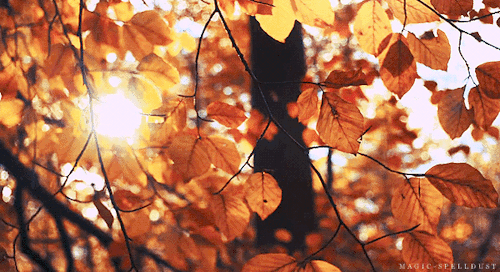 gif-animc3a9-plaisir-passion-1058