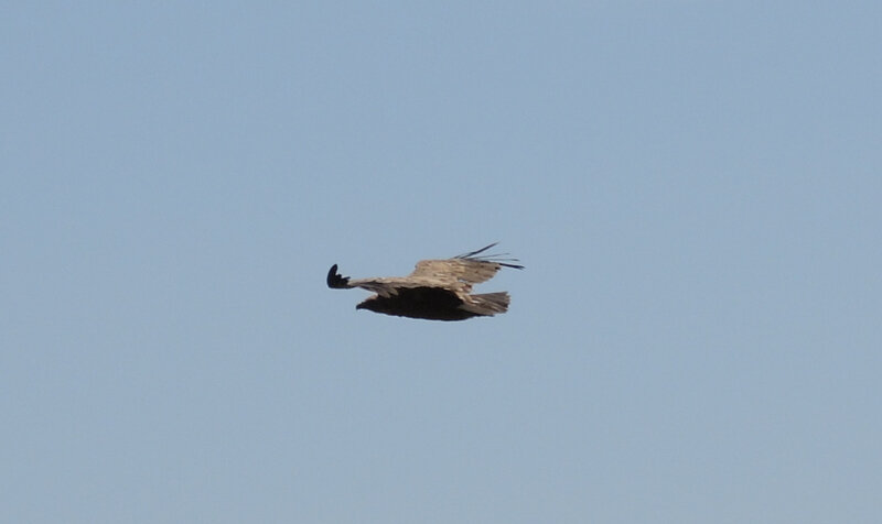 F) Penas d'Itxusi, vautour en vol