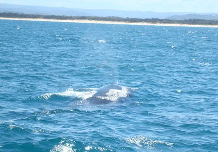 Whale_Watching_14_10_08__62_