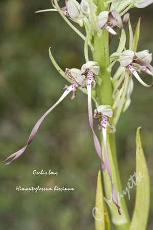 orchis_bouc_05