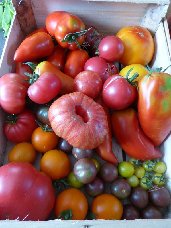 30-tomates du jour (1)