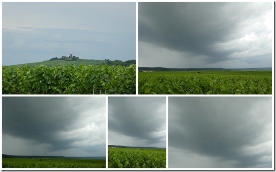 palissage 20 juin 2023