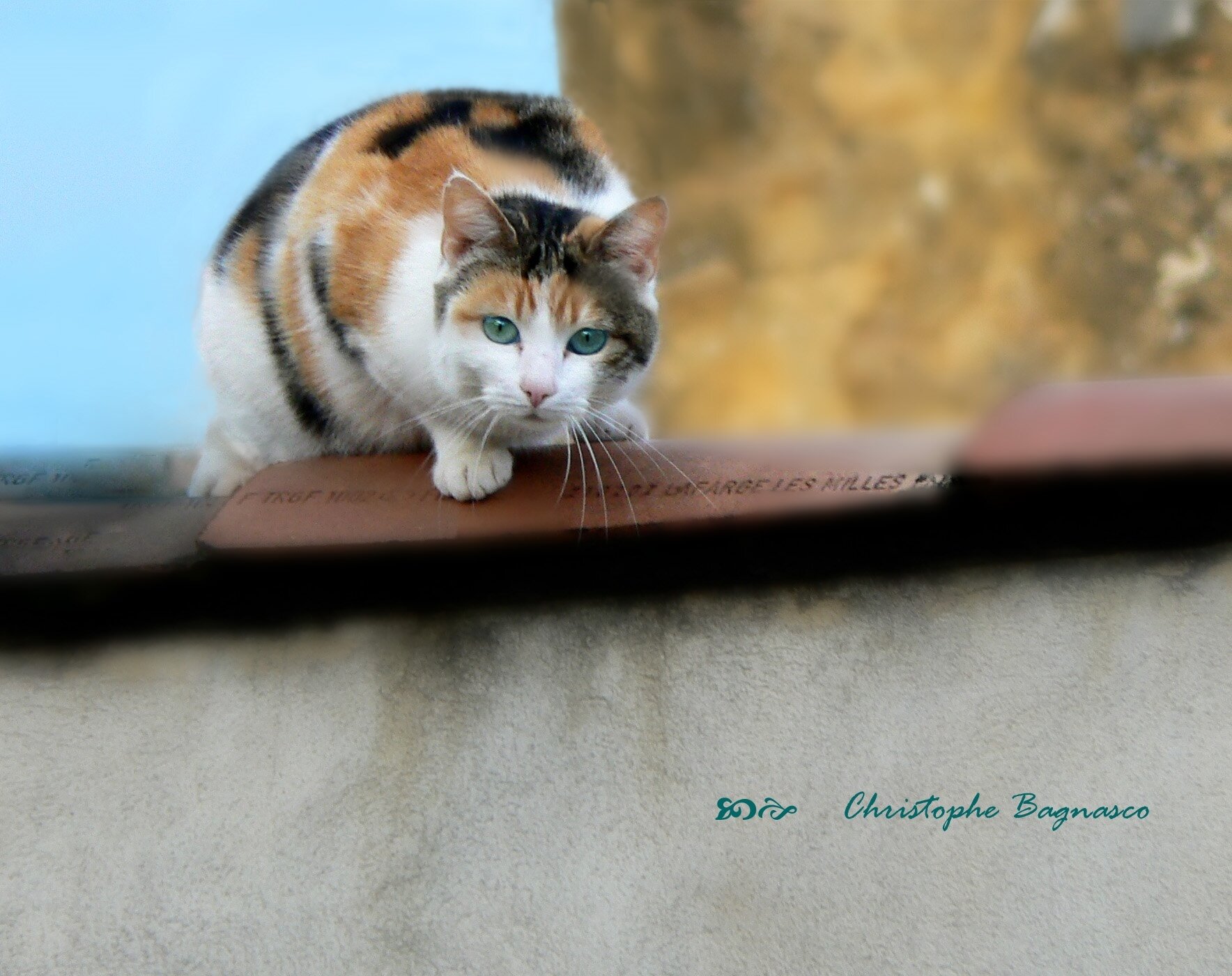 Tuiles de chat