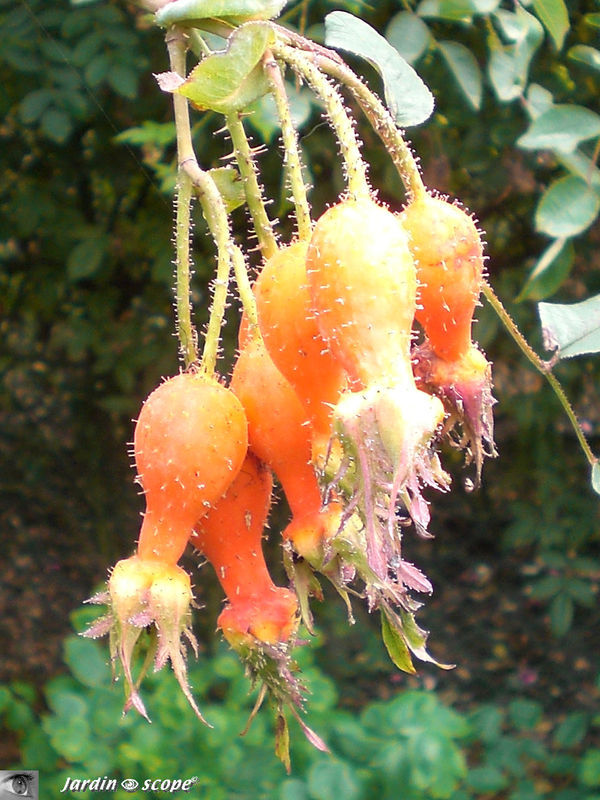 Après la fleur……le fruit de 'R. holodonta' est aussi décoratif