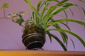IMGP0486