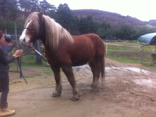 cheval de trait a vendre suisse