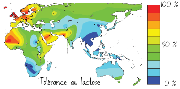 carte-tolerance-lactose