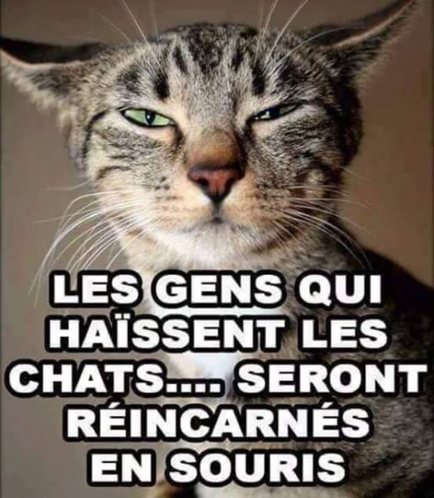 Chat aa