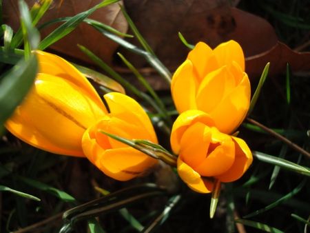 med_crocus_jaune_visoflora_2304