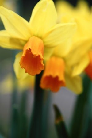 IMG_2007_450b