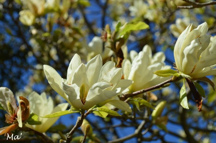 150412_magnolia_jouvet1