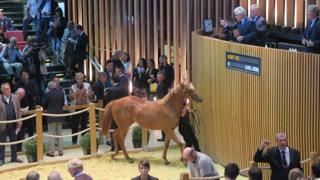 deauville-la-vente-des-yearlings-commence