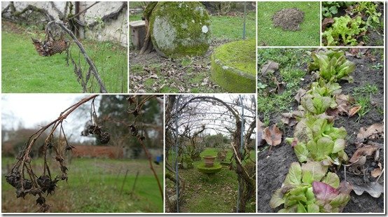 jardin 13 janvier 2024