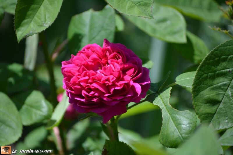 Rose-de-resht