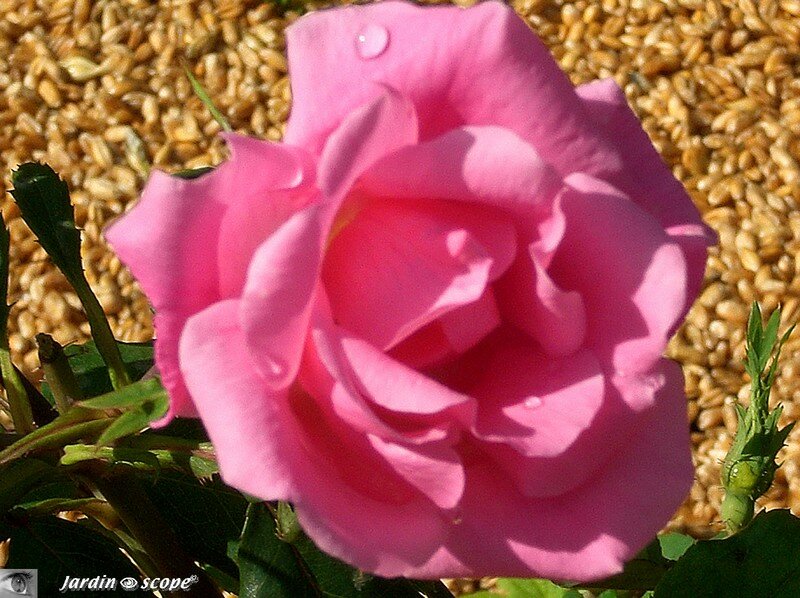 Des rouges, des blanches, des roses…
