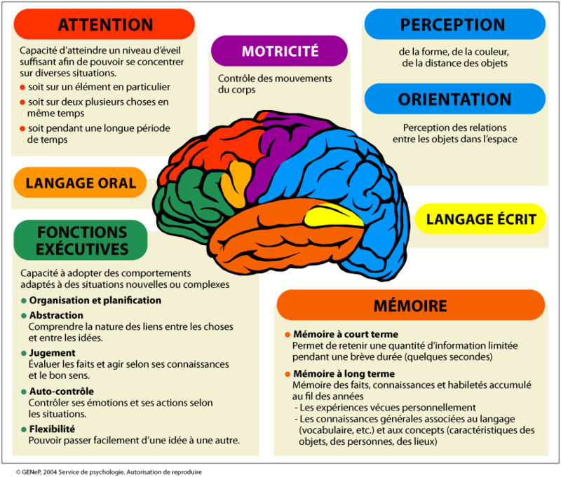 Carte-cerveau-neuropsy
