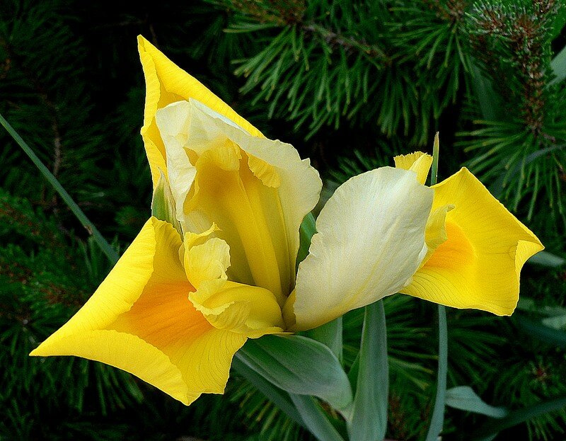 iris de Hollande