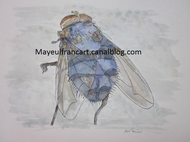 Insecte I - La mouche2