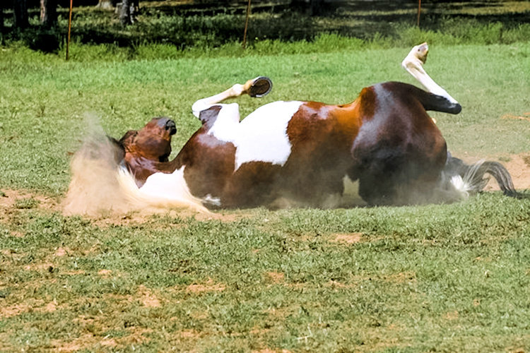 rolling-paint-horse-dust-and-grass-1500-1-3
