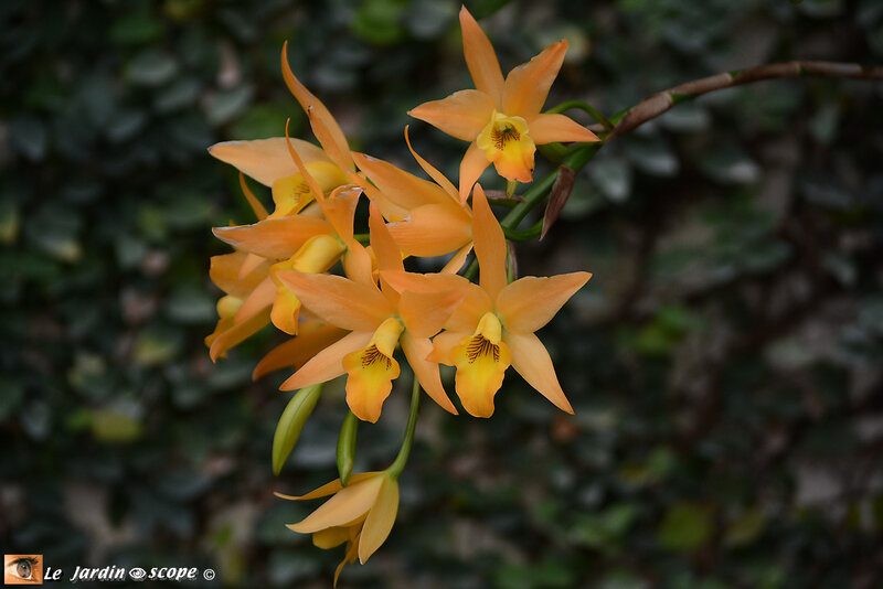 PAT_9264 Orchidées 2019 Orléans