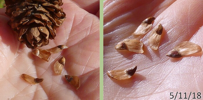 graines géminées obovales-tronquées largement ailées