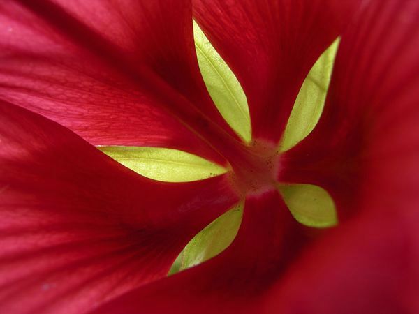 hibiscus-petals_9376_600x450[1]