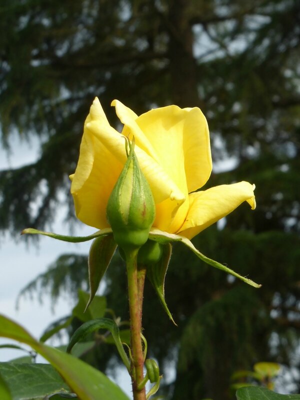rose jaune1