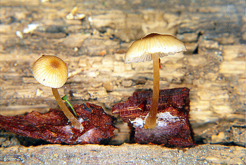 Entoloma bispora 1994 0430_0002