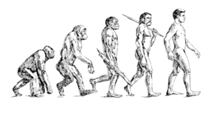 human_evolution_large