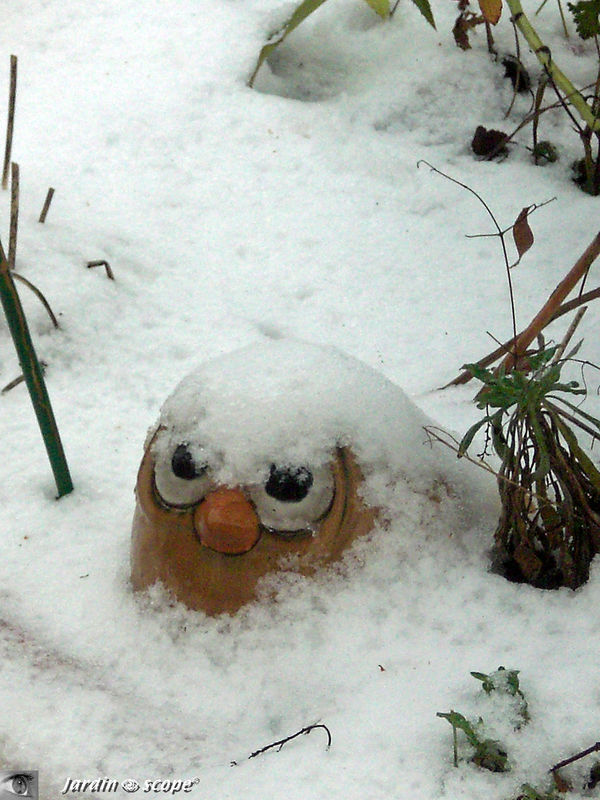 Le jardin sous la neige Hiver 2009 - 2010