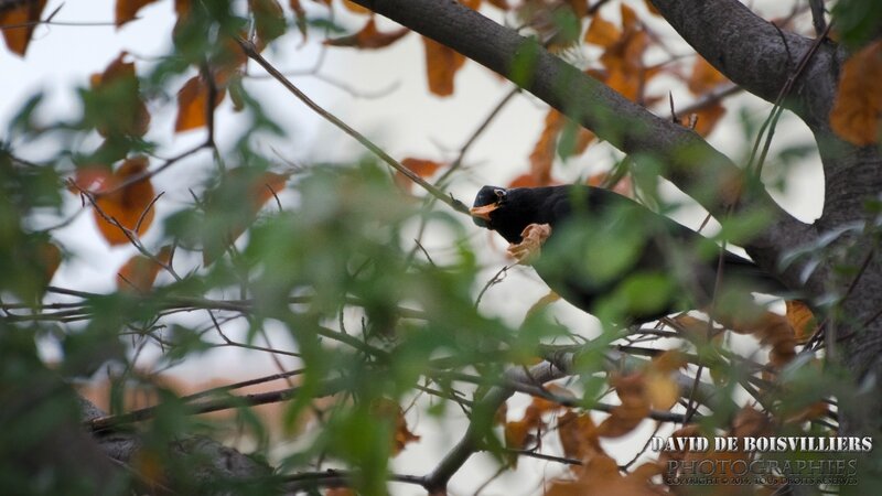 Merle noir (Turdus merula - Common Blackbird)