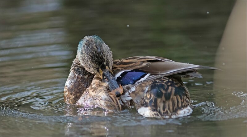 Galuchet oiseau canard 100318 5