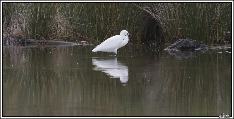 Aigrette garzette