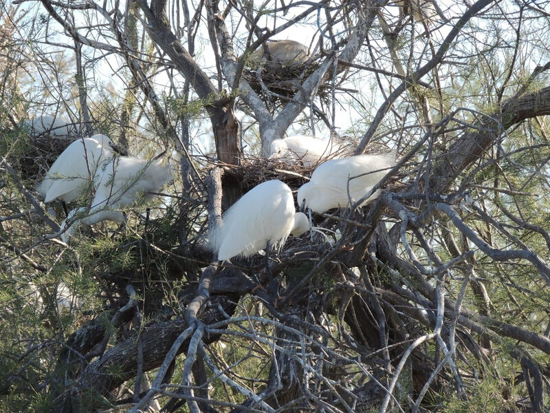 Parc ornithologique de Pont de Gau