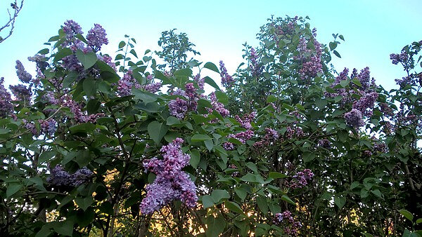 20200409 floraison du lilas