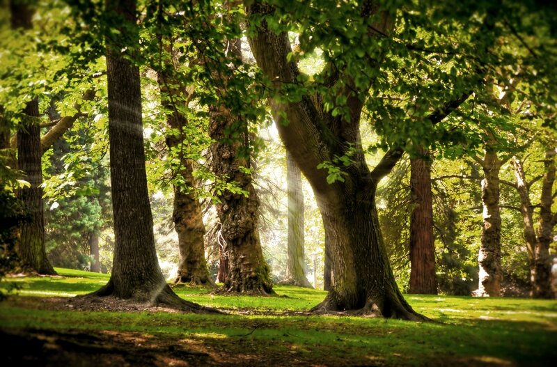 Forêt