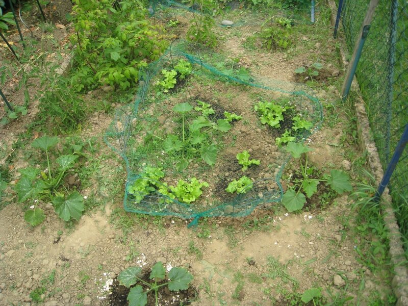 courgettes (4)