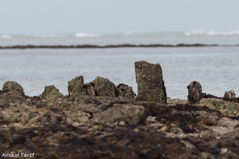 0066 Oléron Février 2022 - La plage de la Brée