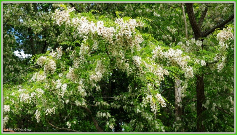 Fleurs d'Acacia 0605153